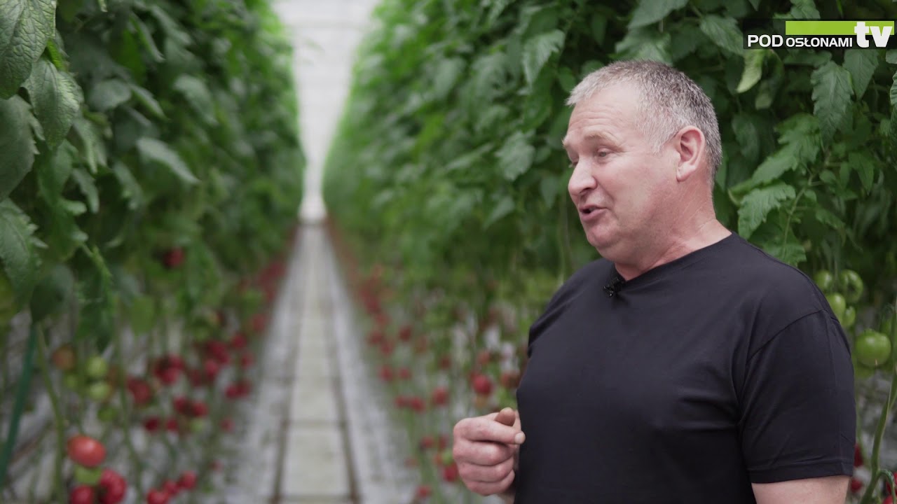HortiWizja - Pomidor malinowy Katy Rose F1 - wczesny plon i dobry smak!