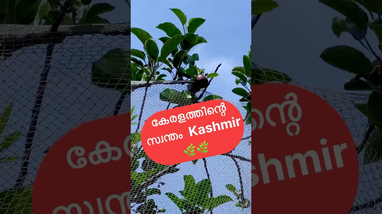 Kanthalloor apple 🍎  plantation stay
