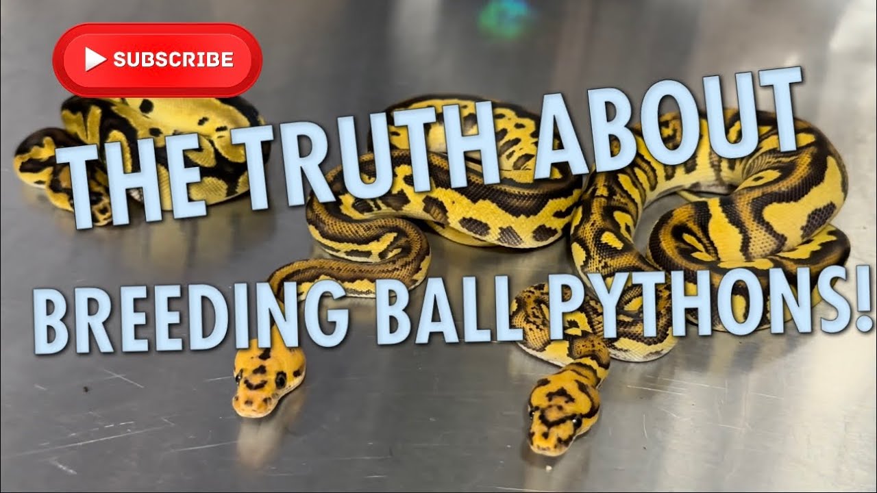 THE HARDEST PART ABOUT BREEDING BALL PYTHONS....