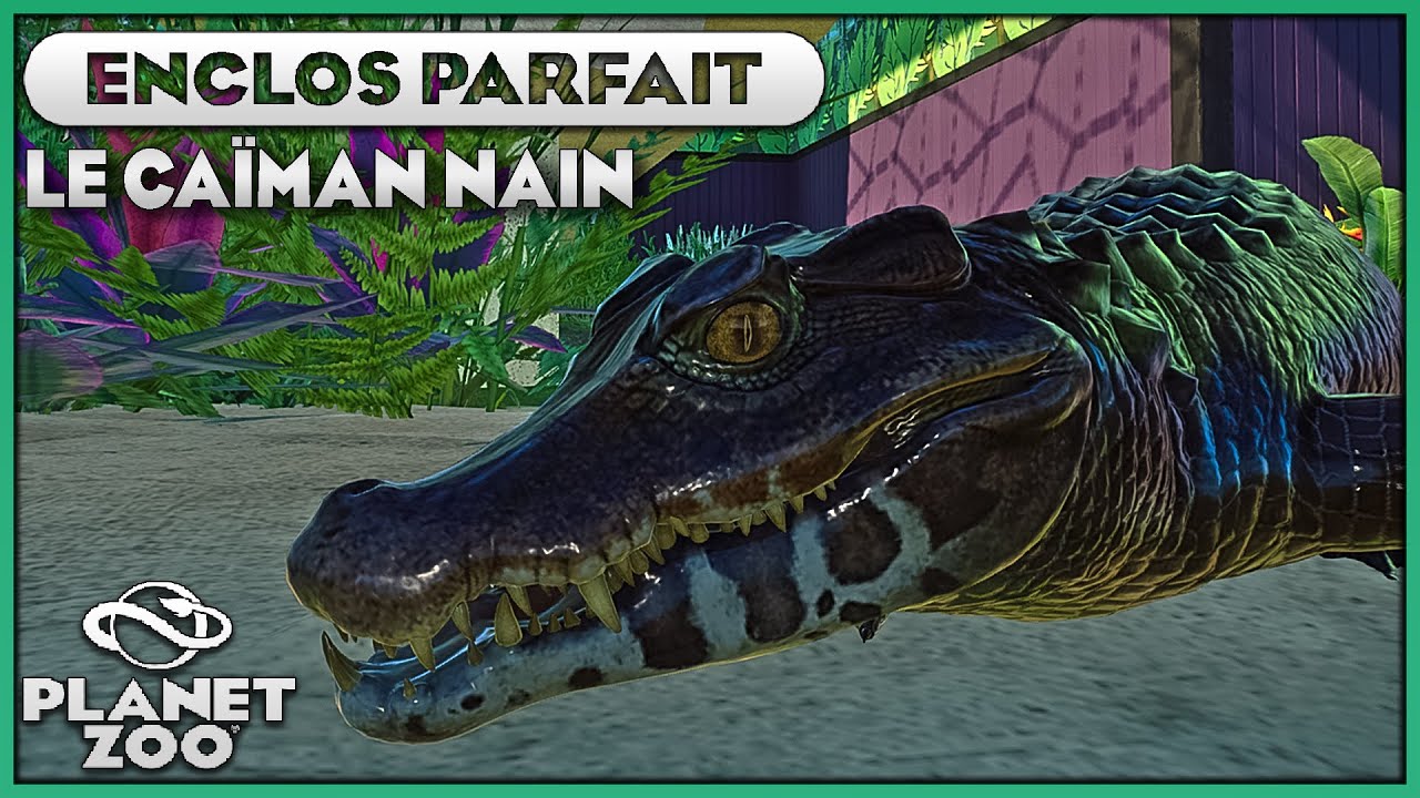 Les Ca&iuml;mans Nains (Et Bug de Propret&eacute;) | LES ENCLOS PARFAITS : EPISODE 10 | PLANET ZOO