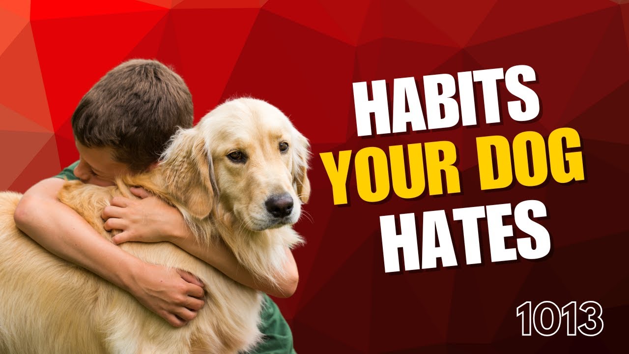Are You Annoying Your Dog? Find Out Now!