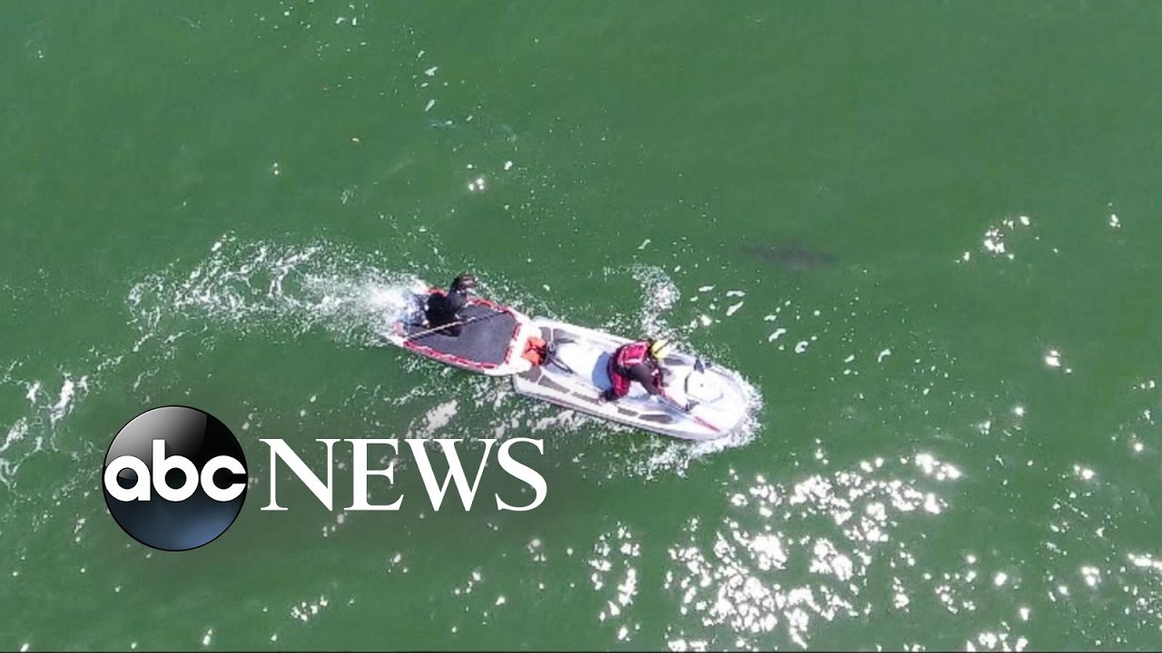 Shark warnings along the California coast