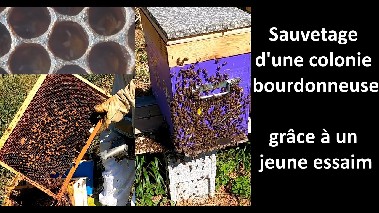 Sauvetage d'une colonie bourdonneuse grâce à un jeune essaim