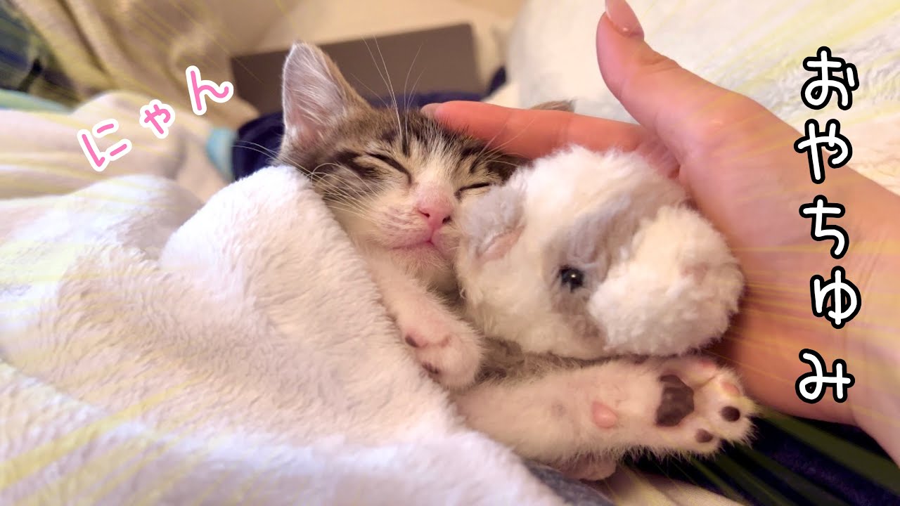 初めて「1カ月の子猫がベッドで寝て」可愛すぎました…【預かり保護猫】