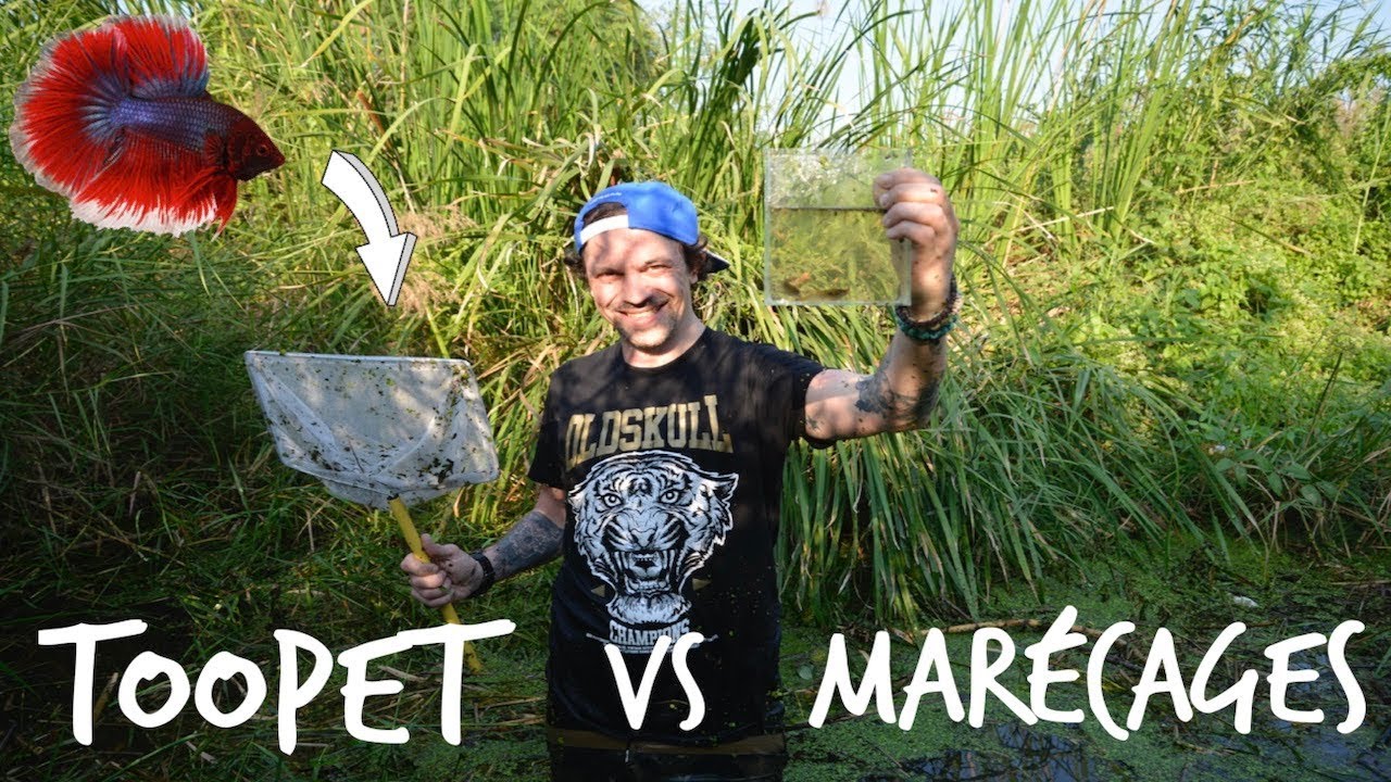 J'ATTRAPE DES POISSONS COMBATTANTS DANS UN MARECAGE ! -TOOPET