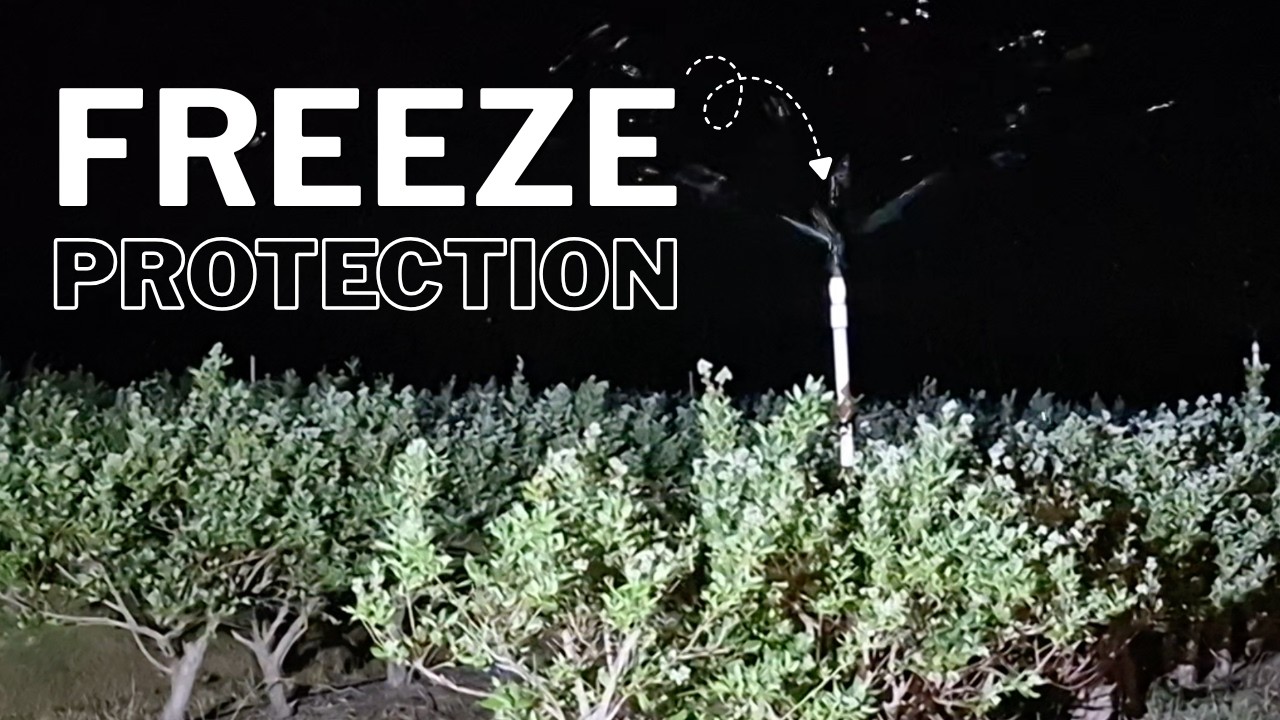 How We Protect Blueberries from Freeze Damage (Overhead Irrigation)