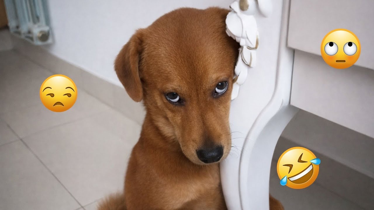 2025 Is Almost Over&hellip; But These Dogs Are Still Pure Comedy 😂🐶 Funny Dog Videos 2025 #21