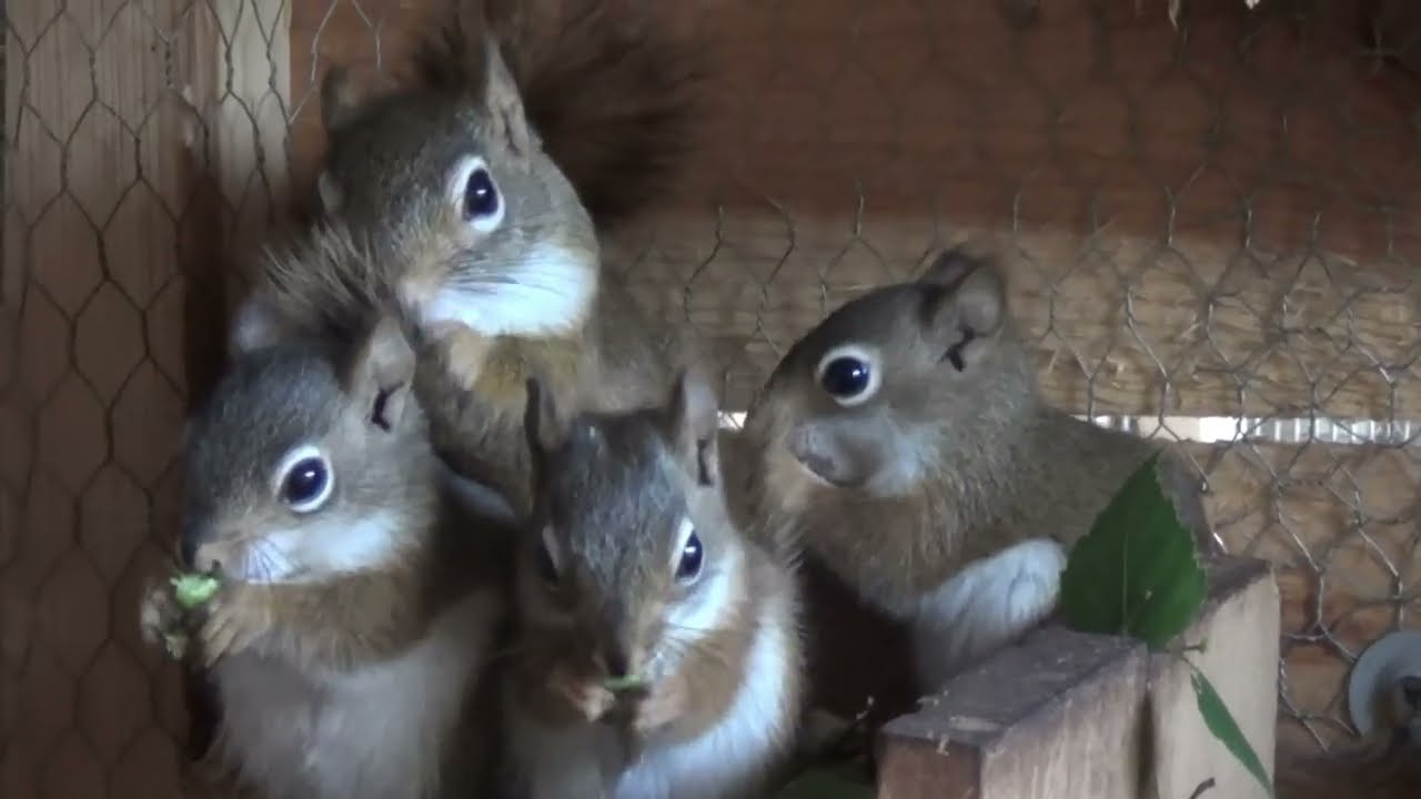 młode wiewiórki Hudsona wyszly z budek,the young squirrels came out of the booth,ardillas jóvenes