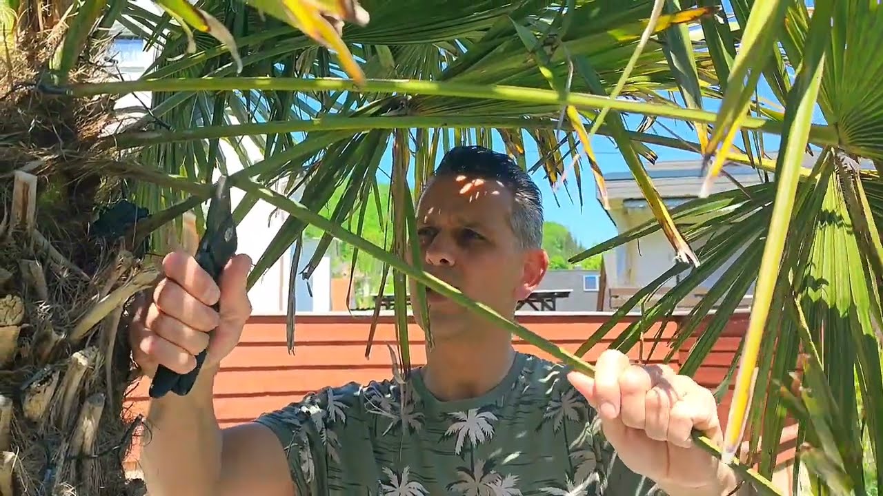 Palmen im Garten