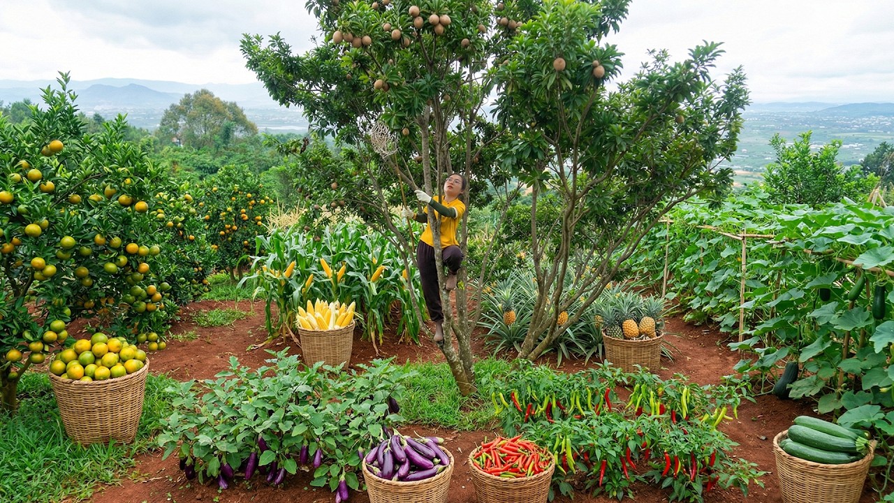 Harvest Fruit : Sapodilla, Oranges,Corn, Pineapple, Eggplant, Chili To Sell And Cook – Peaceful Life