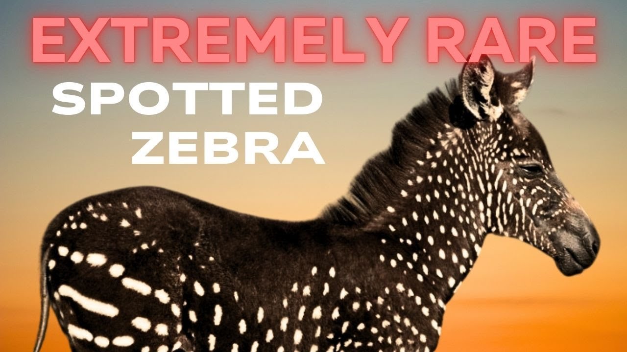 RARE Colour Morphs in Nature - Part 1