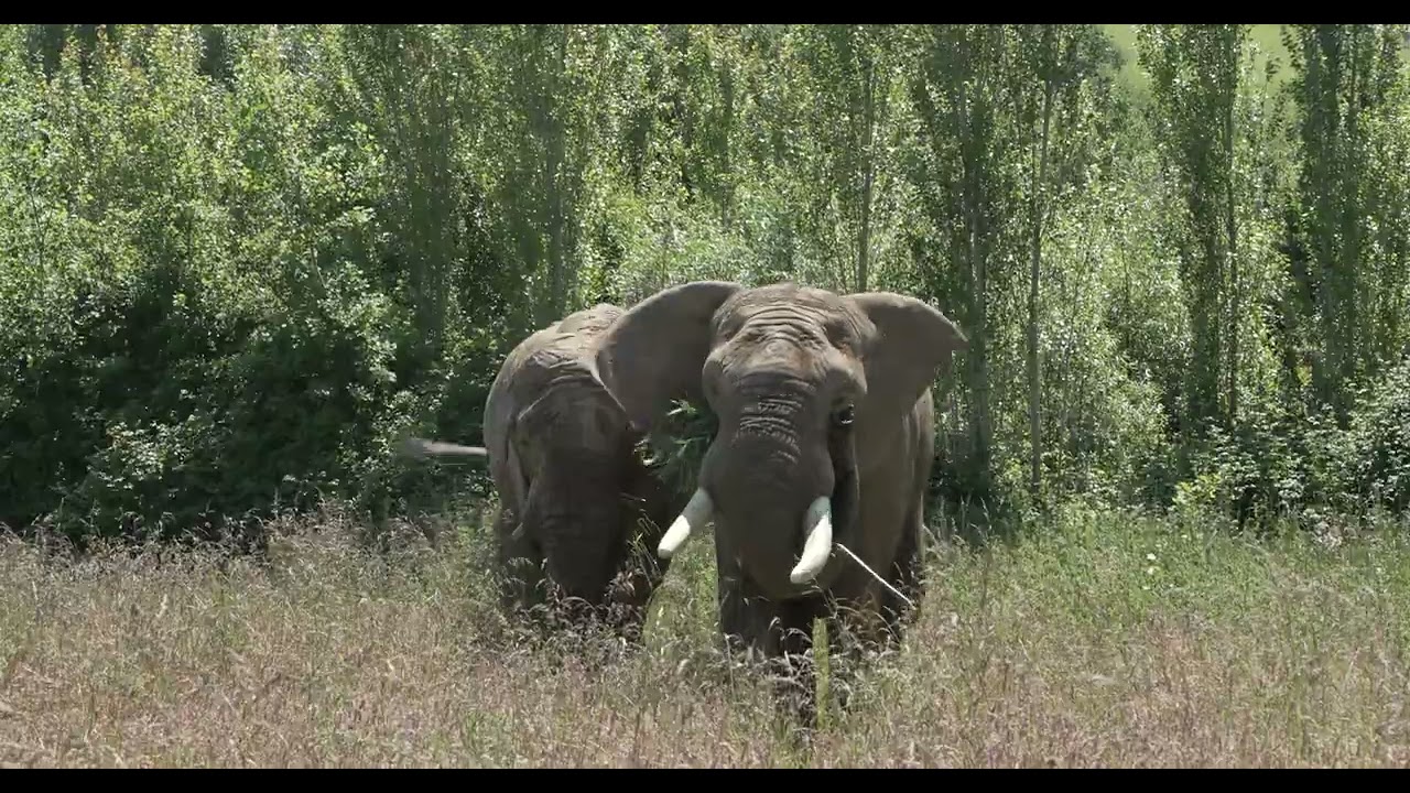 A UK first as elephants explore home-grown plantation 🌲🐘