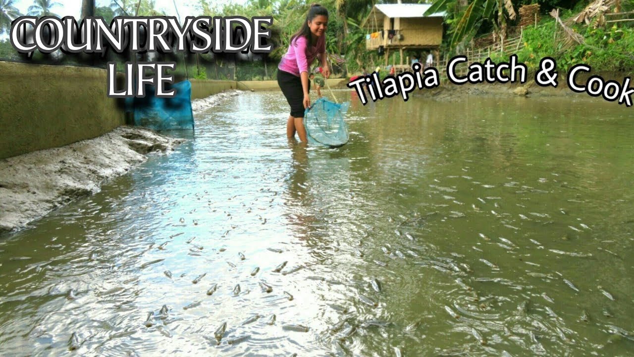First Tilapia Harvest From Our Fishpond| Abundant Harvest | Catch & Cook