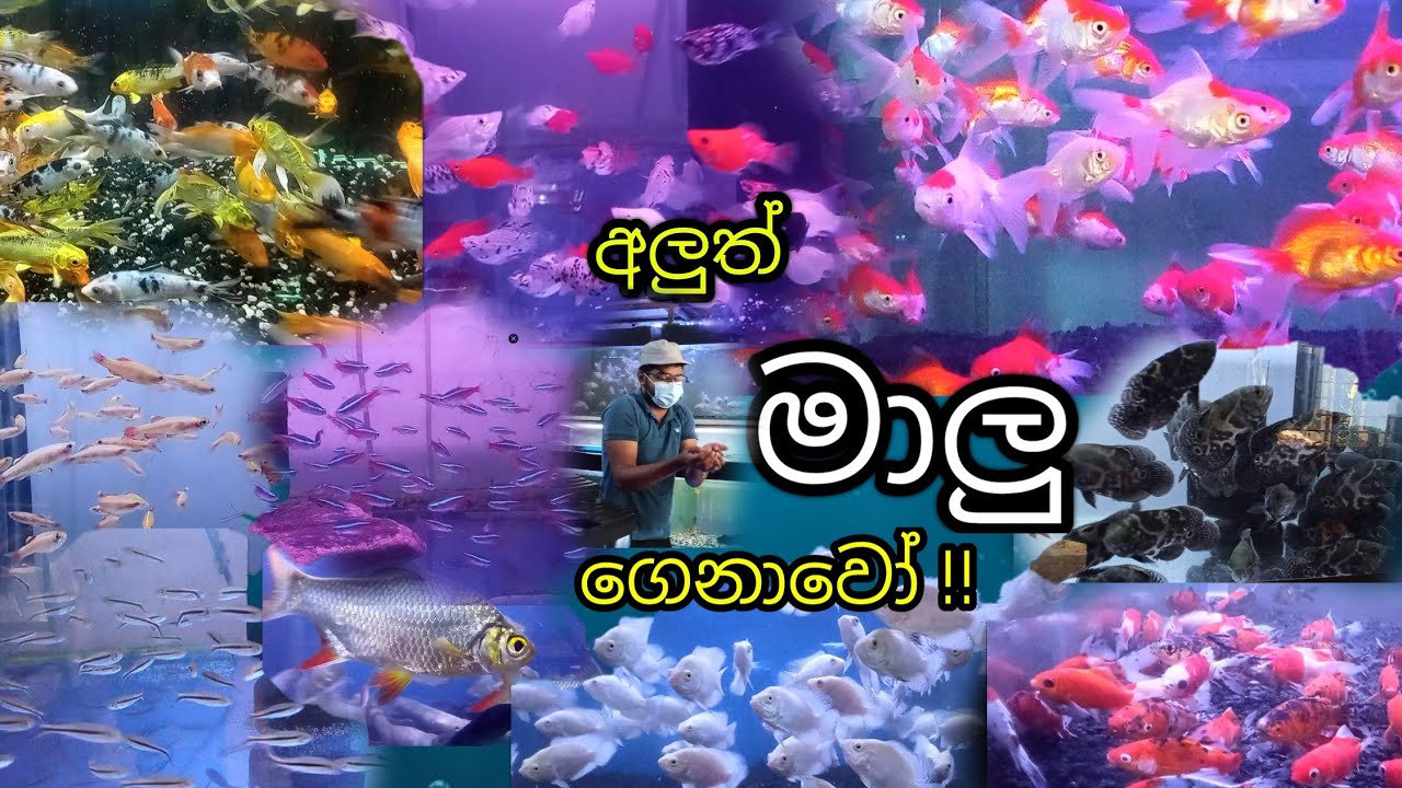 අලුතෙන් ගෙනාපු මාලු  බලමුද?😊|Vlog ද මන්දා🤣|New Ishan Aquarium