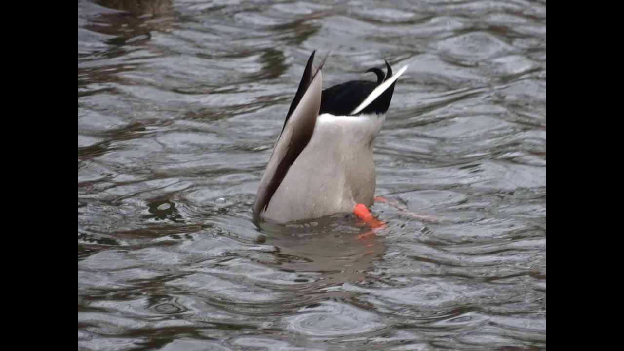 Dabbling Duck