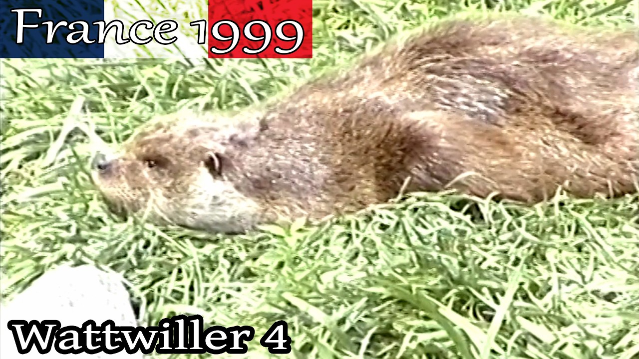France 1999 wattwiller - part 4, Hunawihr:  NaturOparC (eg Reintroduction Center)  - Video8