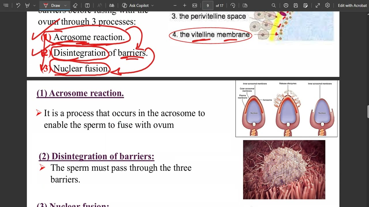 Fertilization