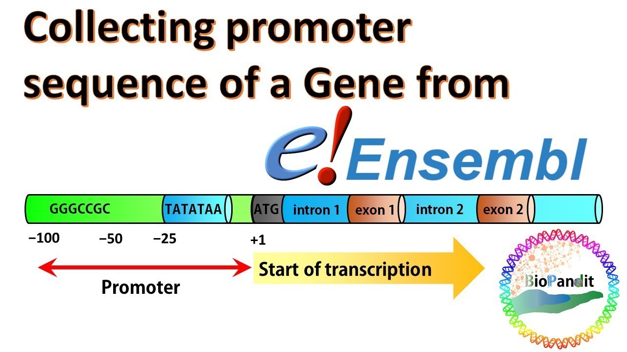 Collecting promoter sequence of a Gene from Ensembl