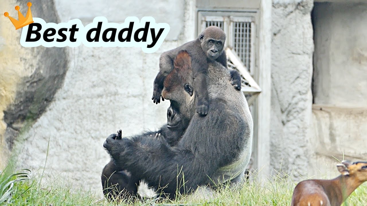 Gorilla D'jeeco is such a good daddy. Happy father's day. / 金剛猩猩迪亞哥真的是好爸爸  父親節快樂!!😍