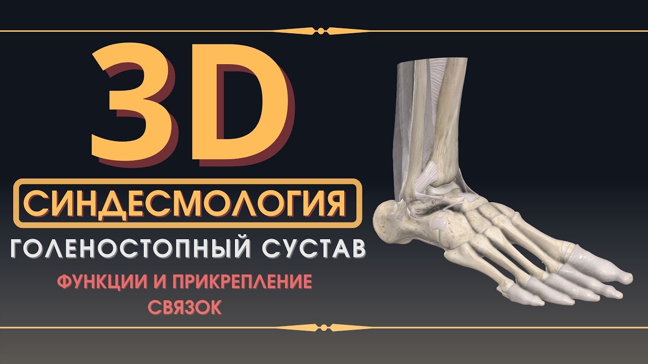 Связки Голеностопного Сустава - 3D Анатомия Связок