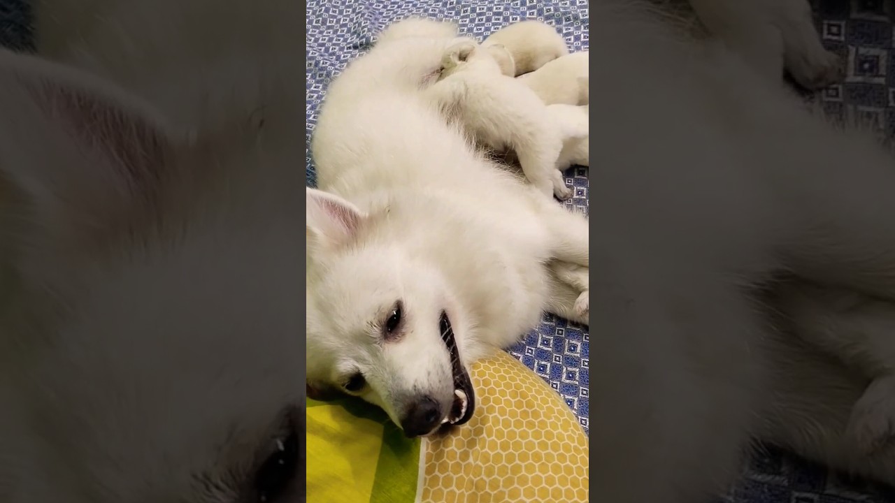 Indian spitz mother and new born puppy 🐕#youtubeshorts #youtubeshorts #indianspitz #doglover #short