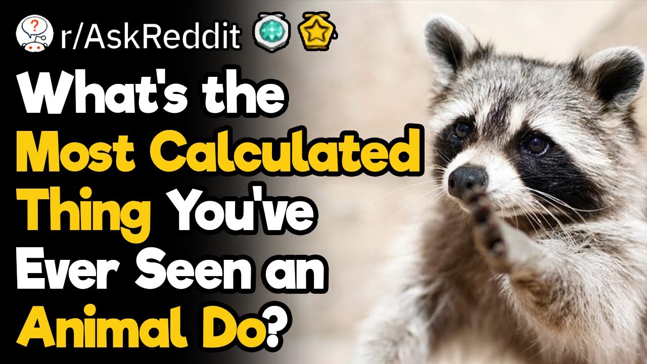 Smartest Animal Moments Ever