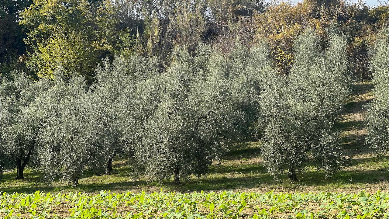 #1 Considerazioni sulla Riforma a Vaso Policonico PRIMA PARTE #potaturaolivo #policonico #olivo