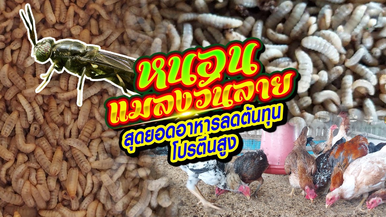 หนอนแมลงวันลาย สุดยอดอาหารลดต้นทุนโปรตีนสูง เลี้ยงไก่ เลี้ยงปลา ช่วยให้ประหยัดมาก