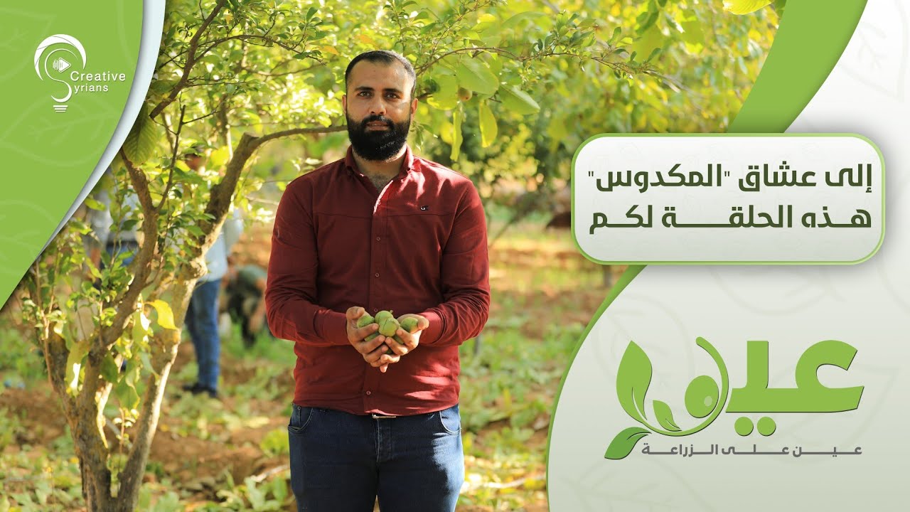 أجواء قطاف الجوز في حارم