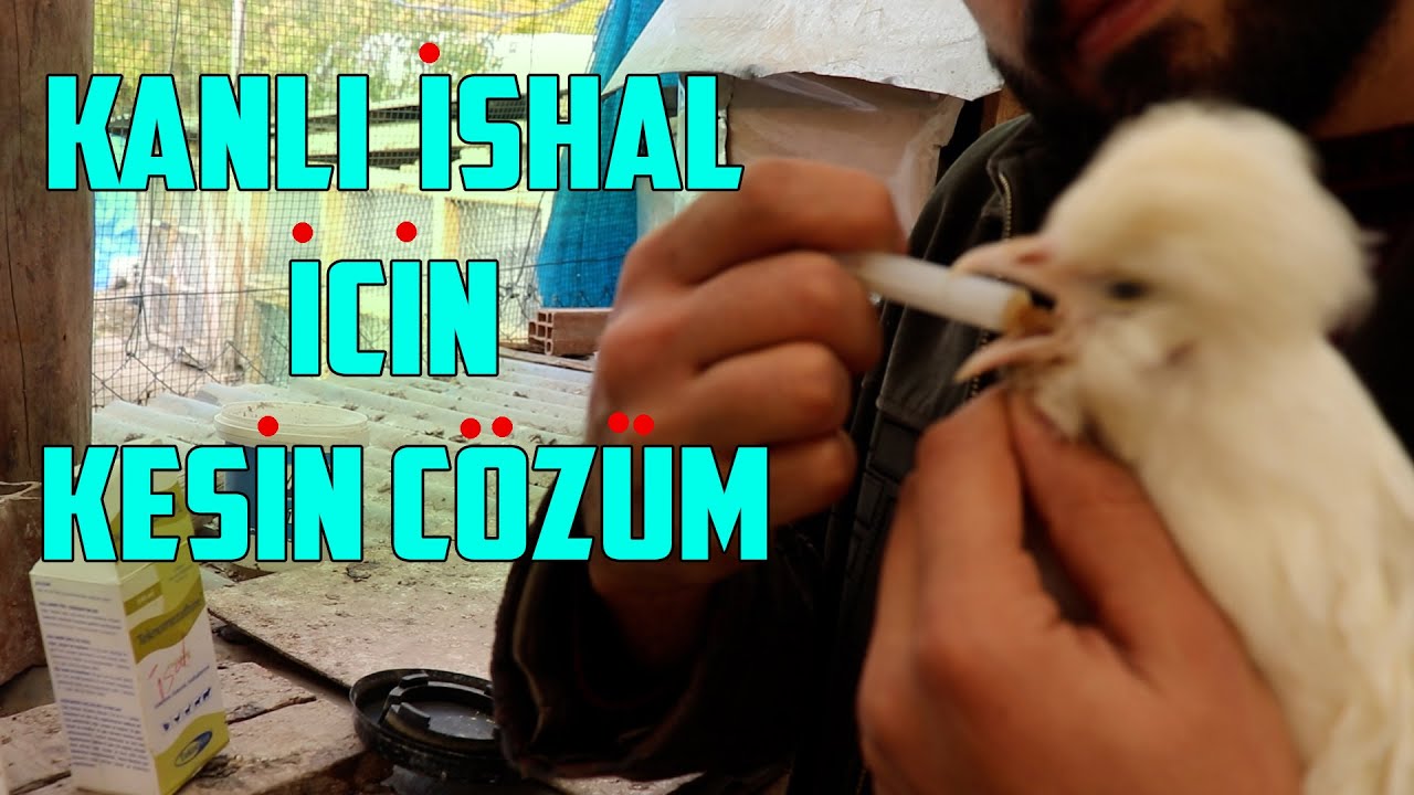 KANLI İSHAL HASTALIĞI KESİN ÇÖZÜM !!!
