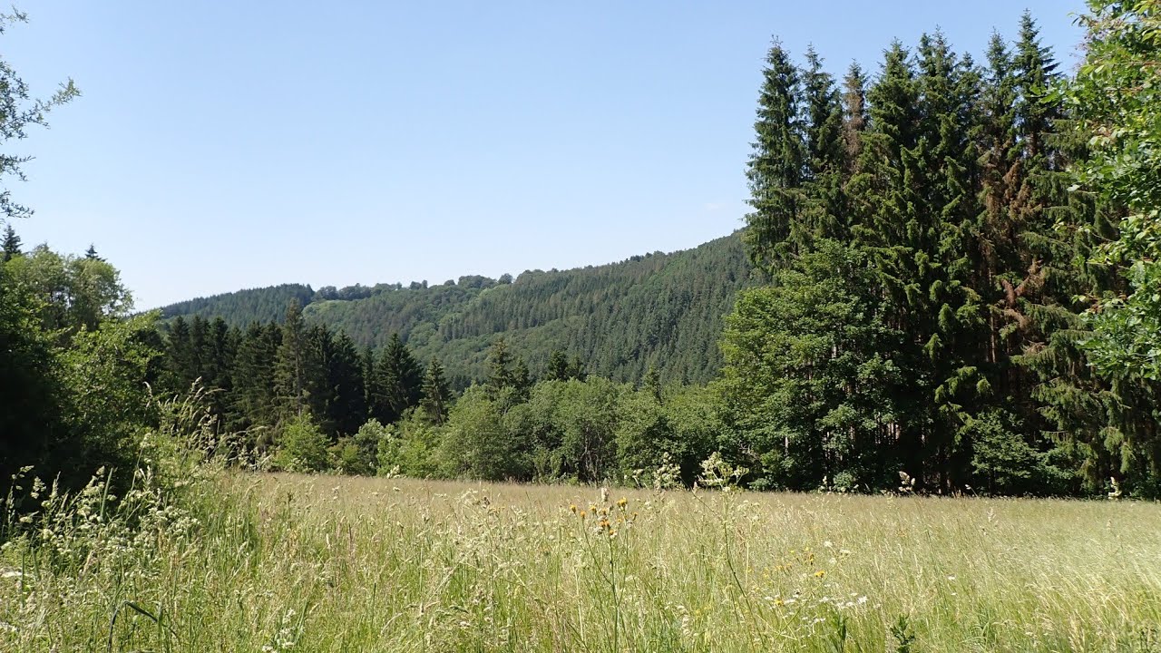 Ontspannende natuurwandeling in de Duitse Eifel; #Vlog390