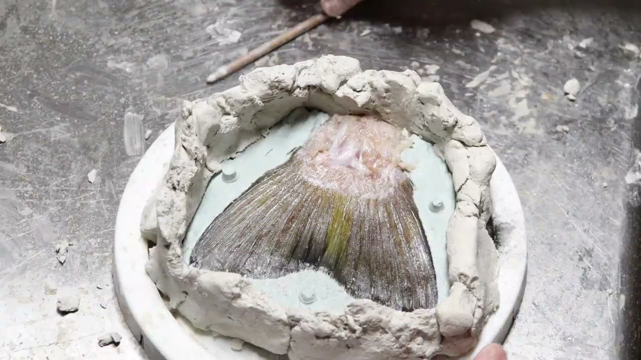 Fish Taxidermy: Fin Casting