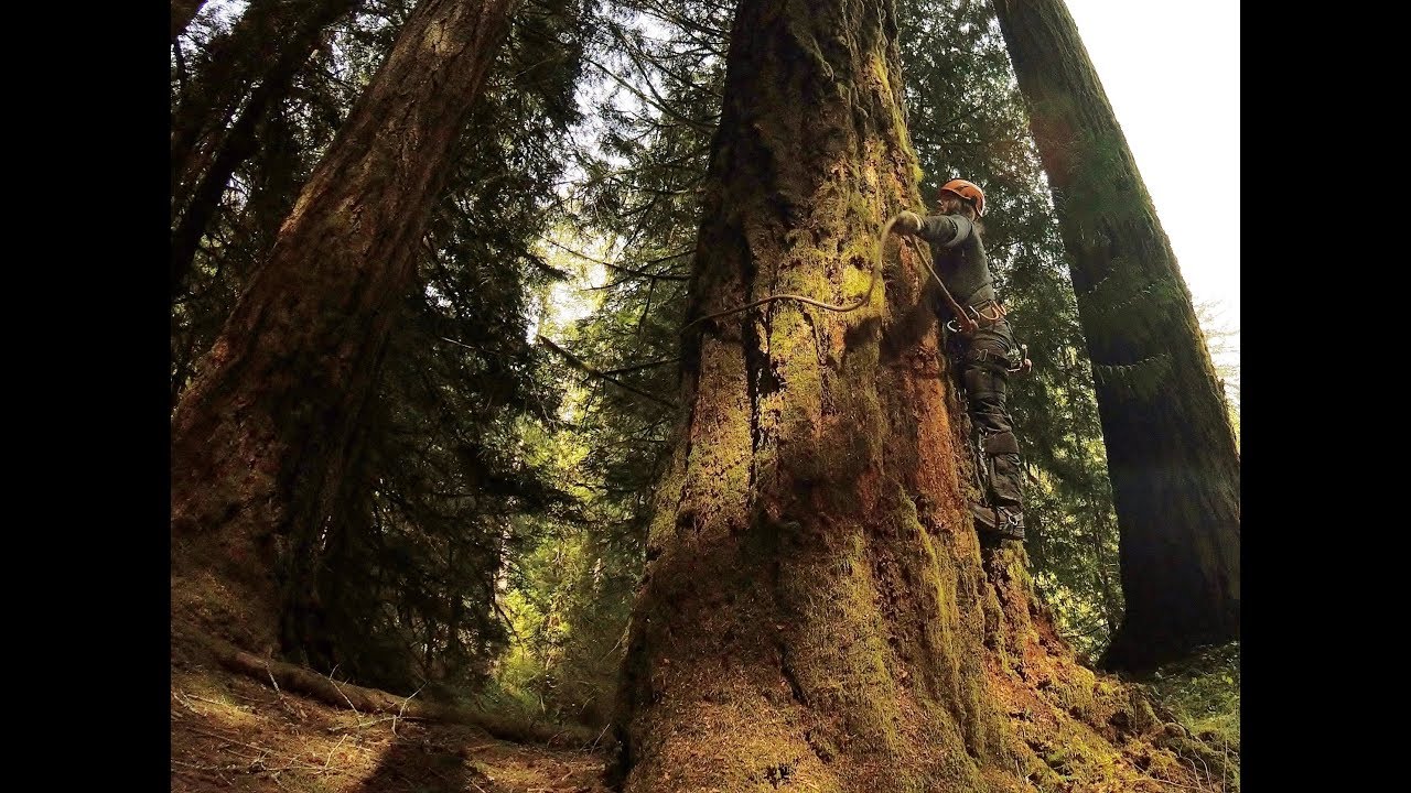 Spur/Spike Tree Climbing Tutorial, Large and small Trees