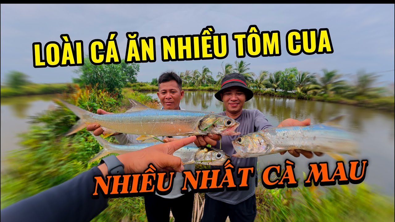 Loài Cá Ăn Tôm Cua Người Nông Dân Nhiều Nhất, Thịt Cạo Chả Cực Ngon | Tập 33