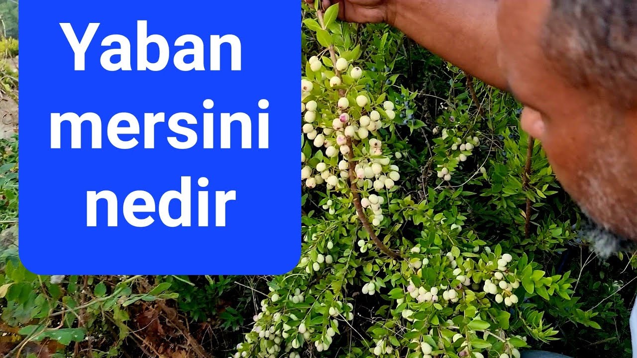 Yaban Mersini   |   Murt Meyvesi   |   Hambeles Ağacı Meyvesi   |   #tropikaltopraktv #yabanmersini