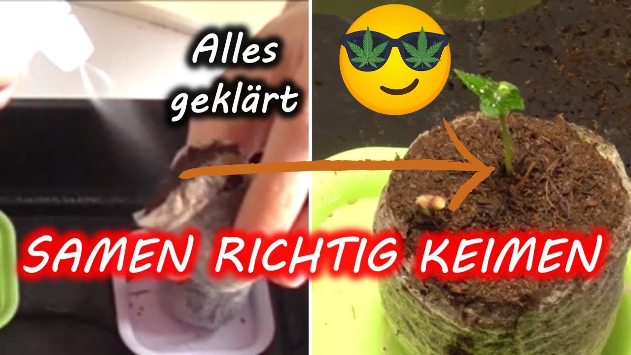 Samen keimen lassen 🥦 | Sämtliche Fragen beantwortet, Anleitung