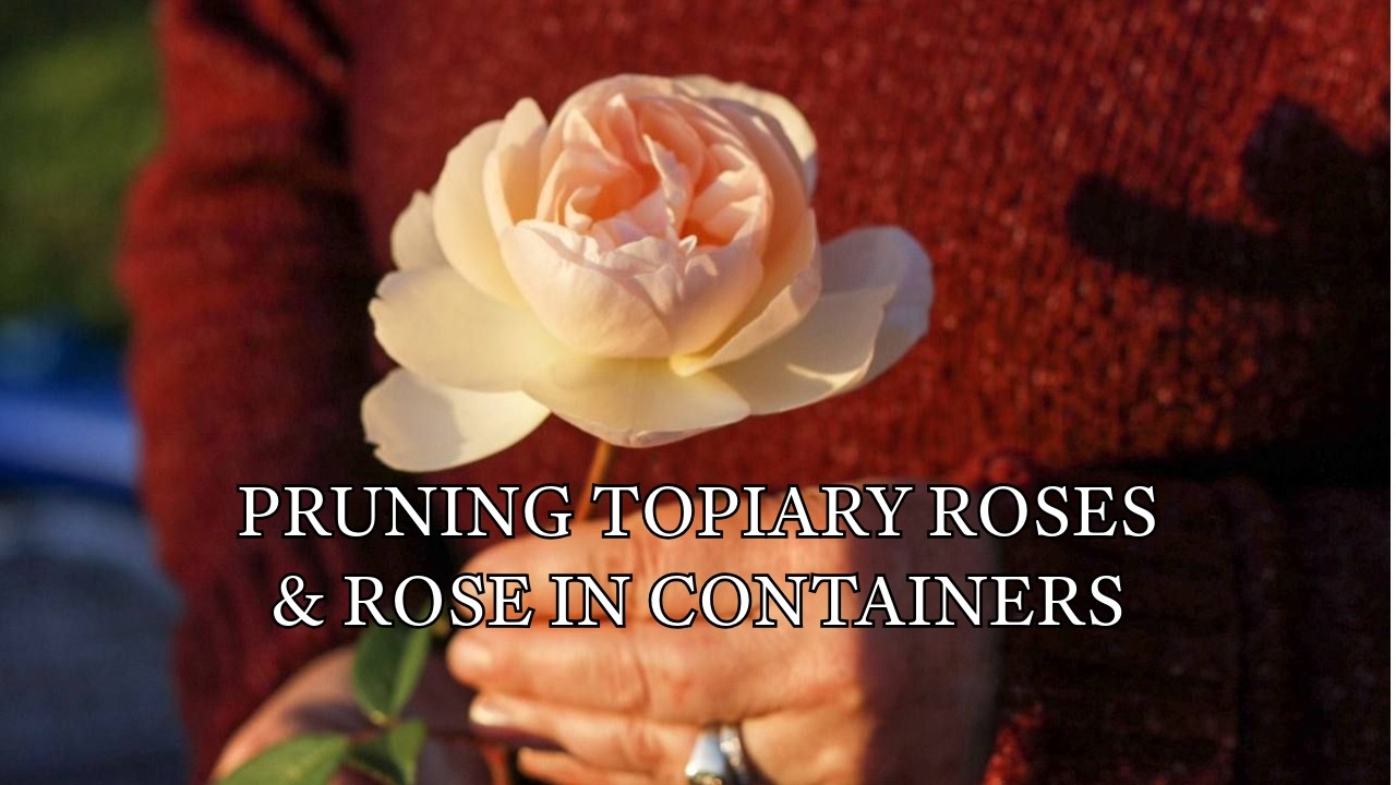 Pruning Topiary Roses & Rose in Containers