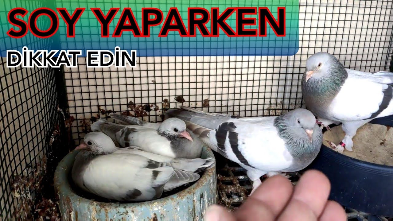 EŞLEME YAPARKEN.SOY YAPARKEN DİKKAT ETMENİZ GEREKENLER.SAGLİKLİ GÜVERCİN.