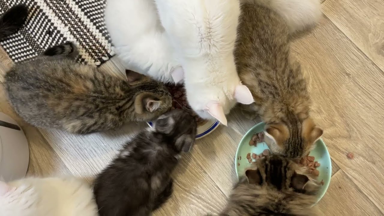 Котики заказывают ужин в ресторане )) 