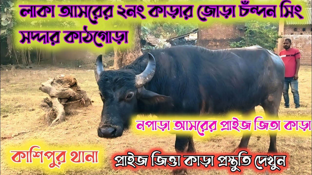 লাকা আসরের 💯🔥২নং কাড়ার জোড়া চঁন্দন সিং সদ্দার কাঠগোড়া কাশিপুর থানা প্রাইজ জিতা কাড়া 