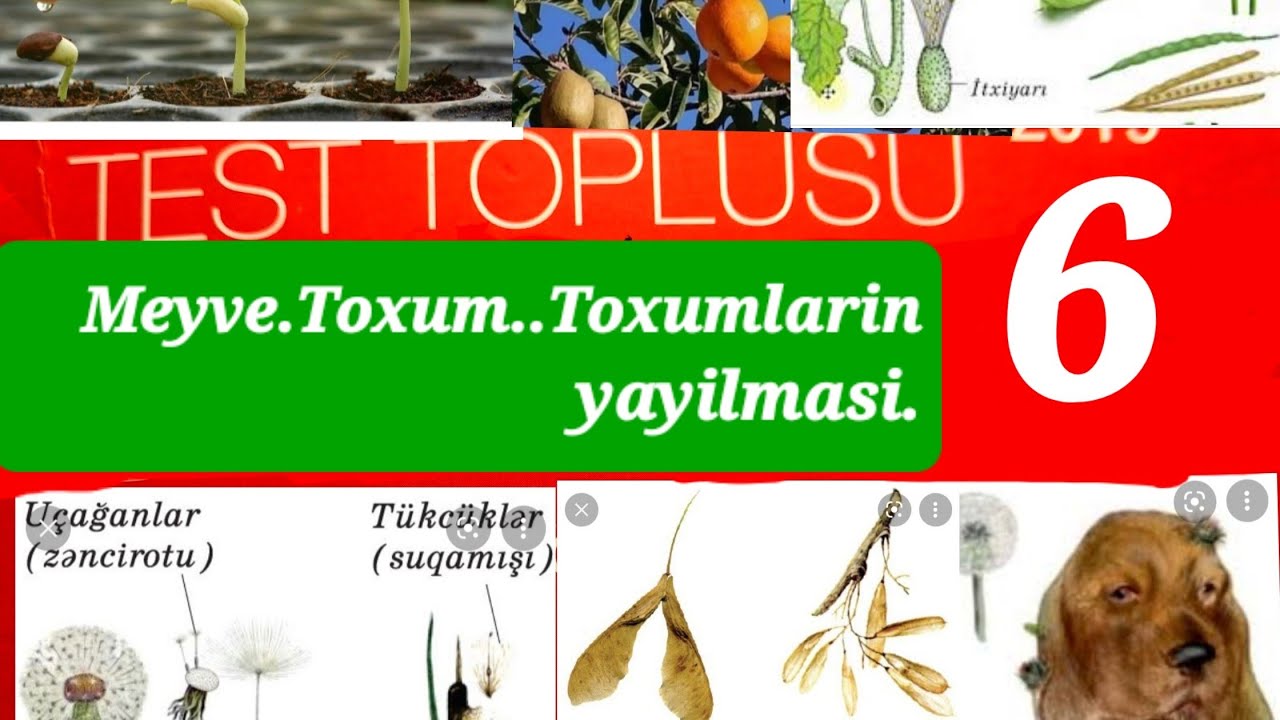 Toxum,meyve.Meyve ve toxumlarin yayılması.-DİM-test izahi