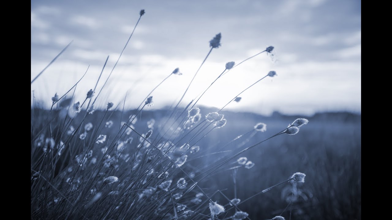 Wonders Are Passing - Oysterband