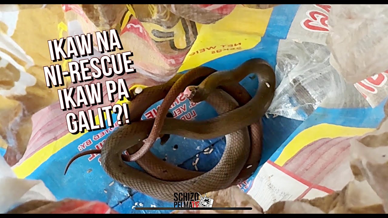 My first Rescued Snake! Kung wala ako that day malamang pisak na ulo mo..