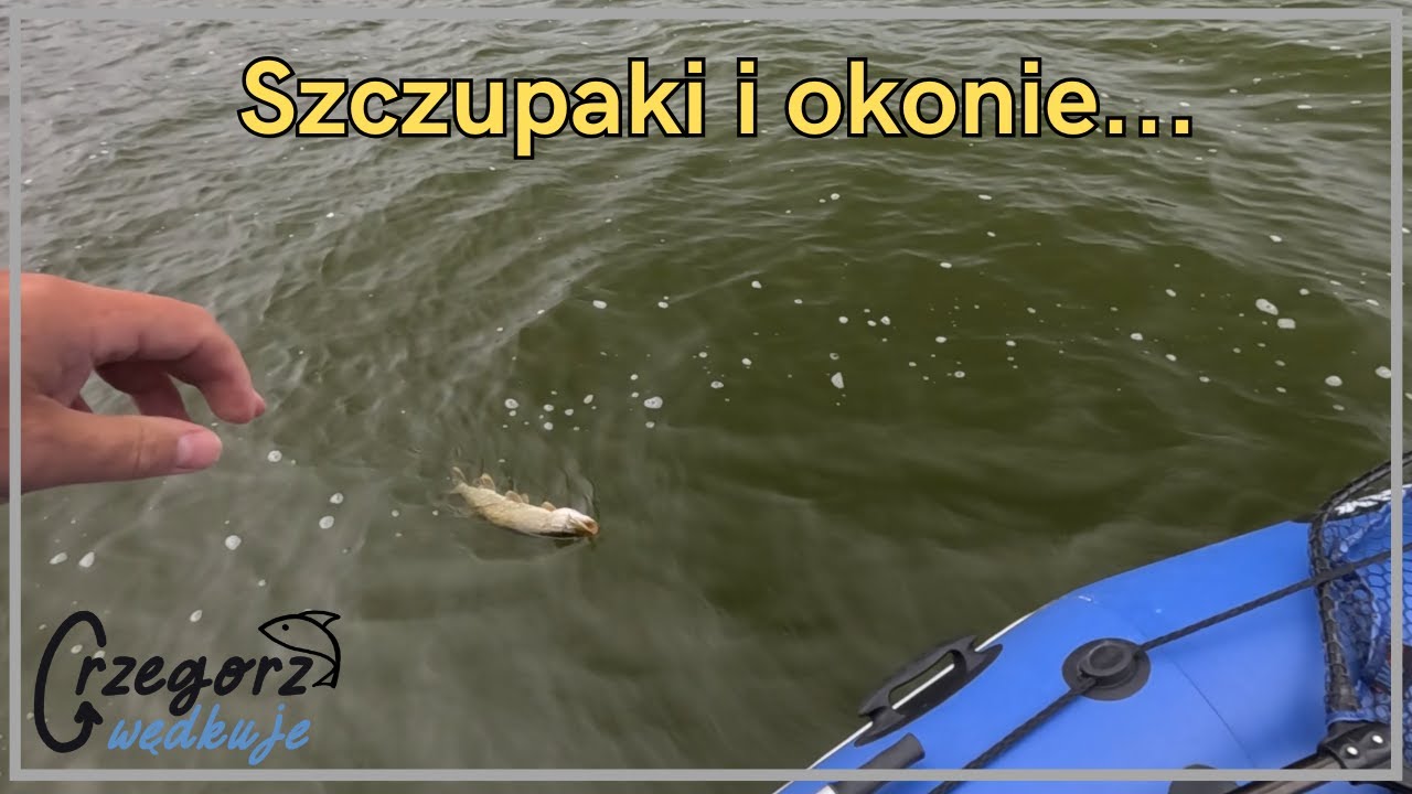 Szczupaki i okonie na Handing M1 MF i SINDOREI Casting 2.44m XH