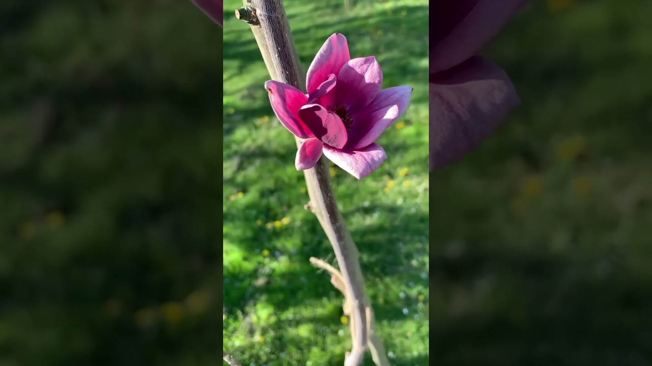 Magnolia Genie has flowers after 7 years 🌸 #magnoliagenie #darkpurple #flowers #genie #magnolia
