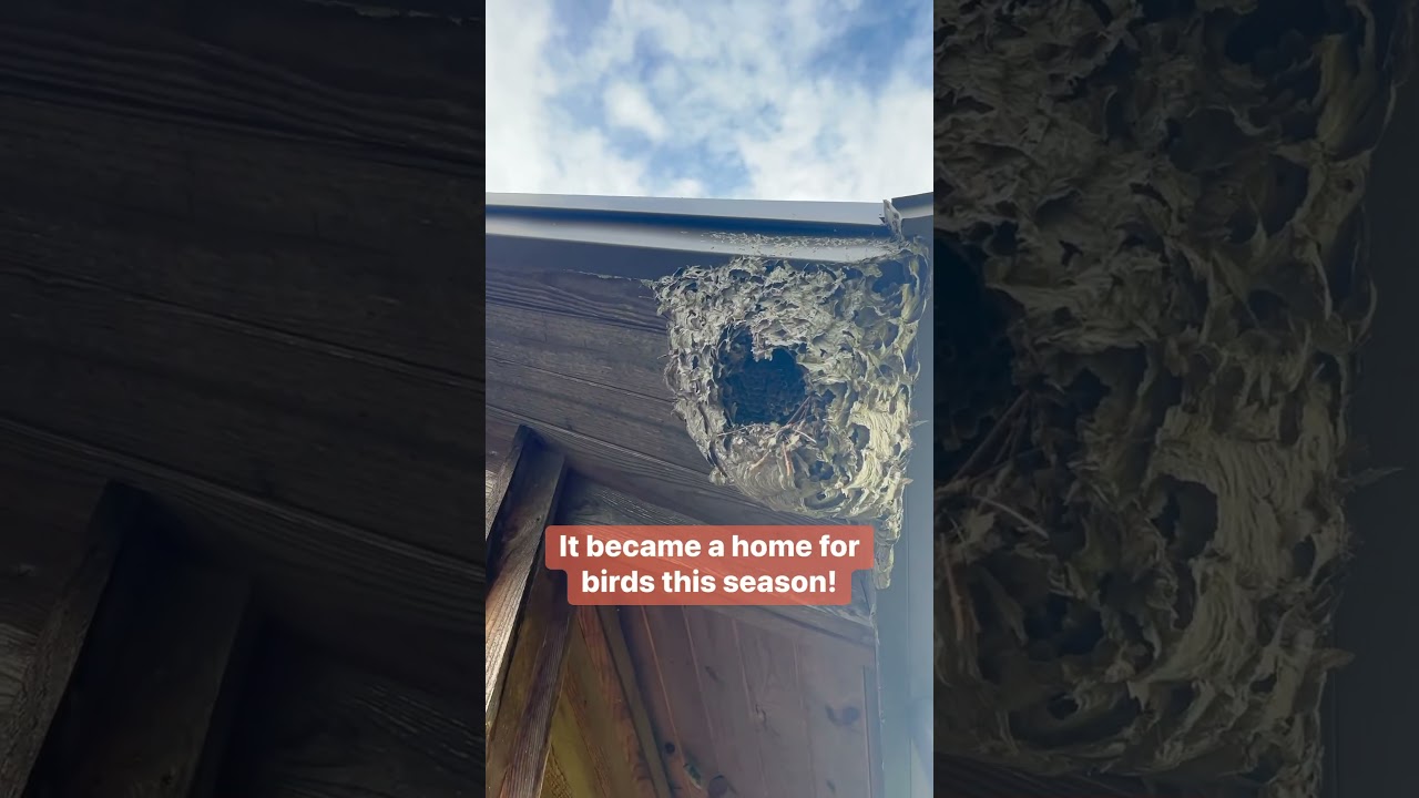 Old Wasp Nest becomes a ✨ Home for Birds ✨
