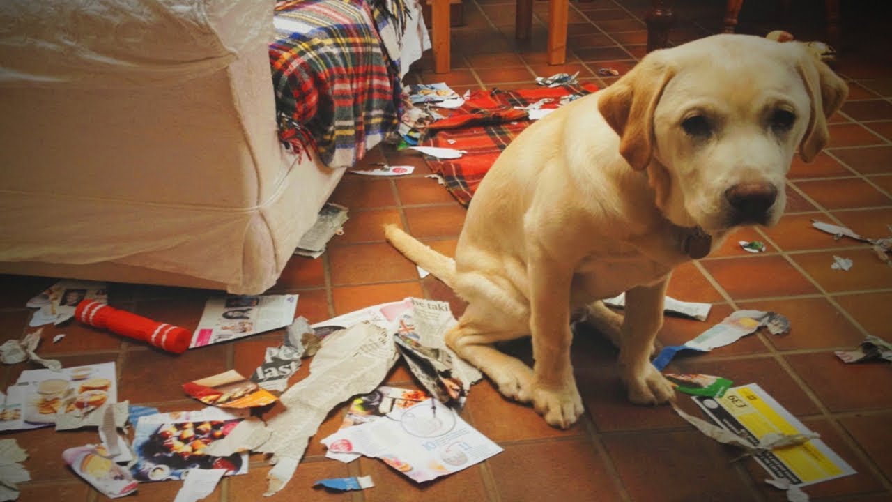 Punished Dogs 🐕🐶 Cute Dogs Reaction When Punished [Epic Life]