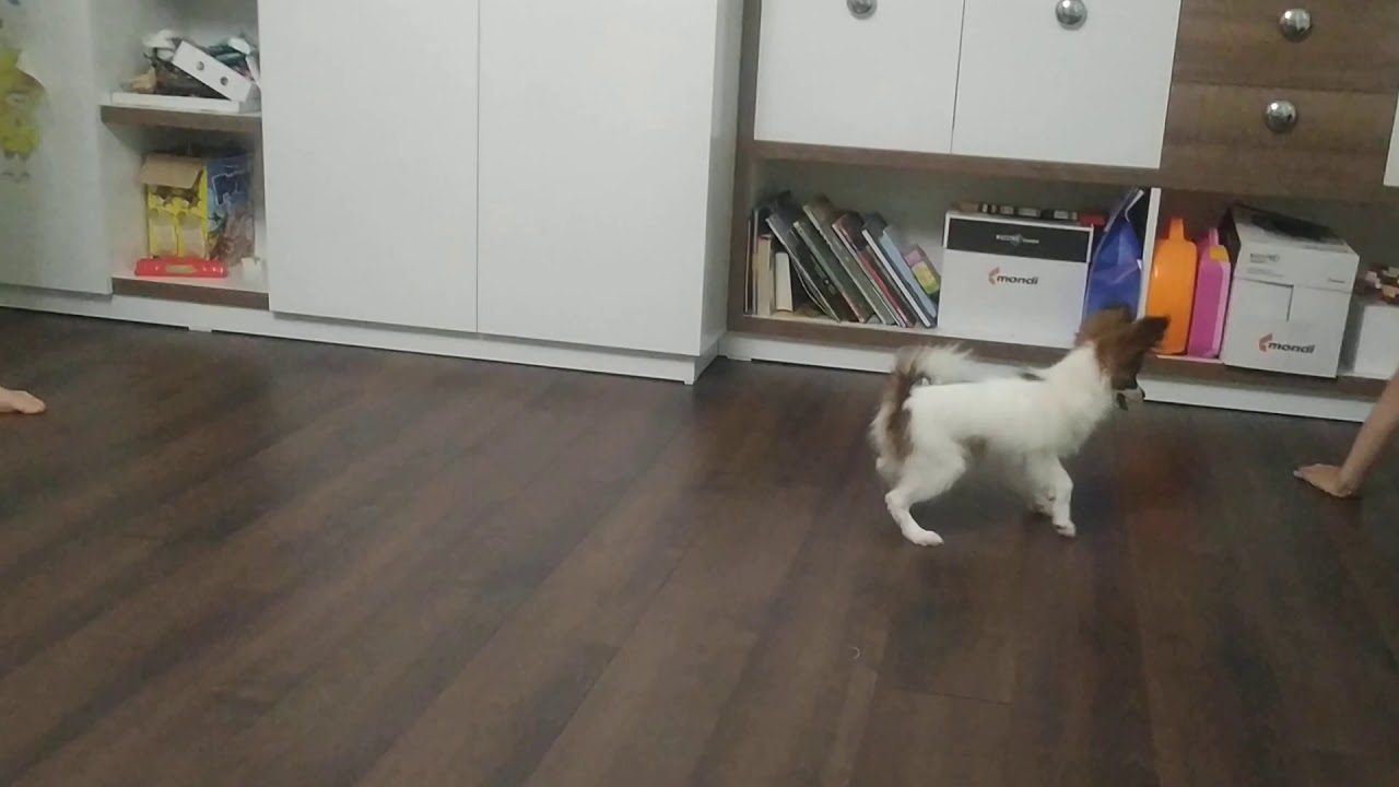 Dogball 1