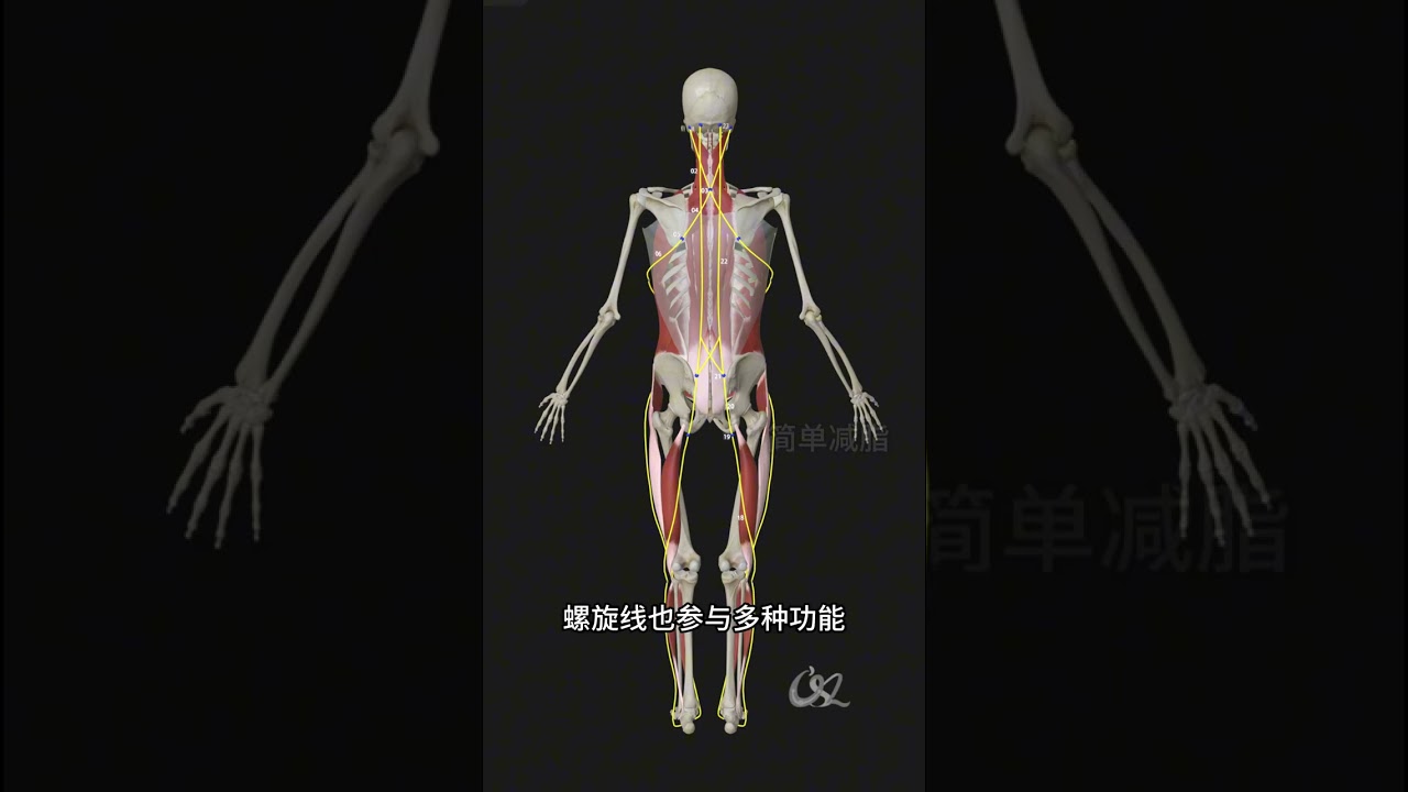 螺旋线概述 维持前表线、后表线、体侧线的位置。大多数体态问题都和体侧线有关系。#X型腿 #O型腿 #外八字 #螺旋线 #干货分享