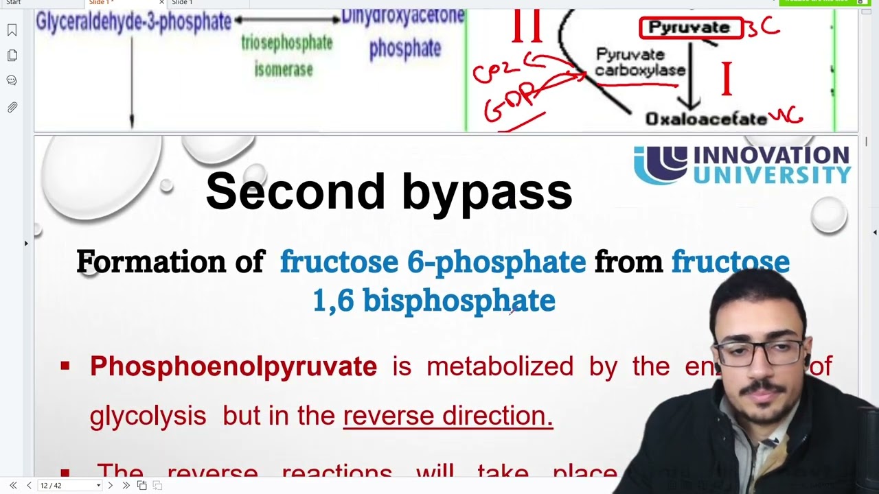 Gluconeogenesis part 1